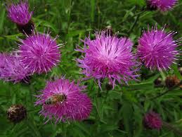 Attēlu rezultāti vaicājumam “Centaurea scabiosa”