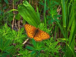 Attēlu rezultāti vaicājumam “Argynnis aglaja”