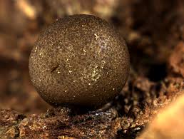 Attēlu rezultāti vaicājumam “Lycogala exiguum aggr. macro”