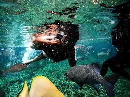 Image result for East Snorkellers