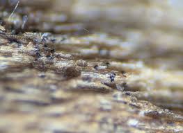 Attēlu rezultāti vaicājumam “Neocudoniella albiceps”