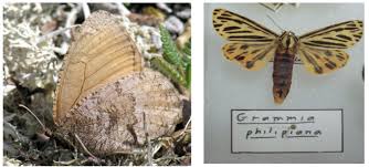 Attēlu rezultāti vaicājumam “Oeneis jutta underside”