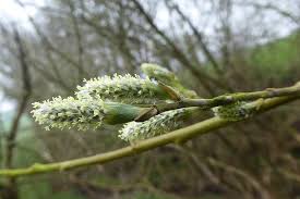 Attēlu rezultāti vaicājumam “Salix Vetrix”