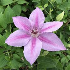 Attēlu rezultāti vaicājumam “Clematis flower”