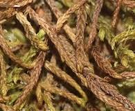 Attēlu rezultāti vaicājumam “Pseudoleskeella nervosa”