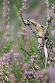 Attēlu rezultāti vaicājumam “Lacerta vivipara juvenile”