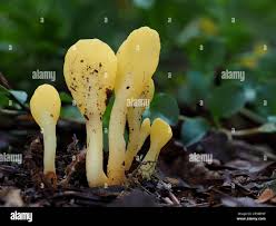 Attēlu rezultāti vaicājumam “Spathularia flavida”