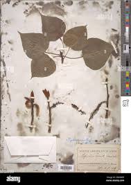 Attēlu rezultāti vaicājumam “Populus x gileadensis”