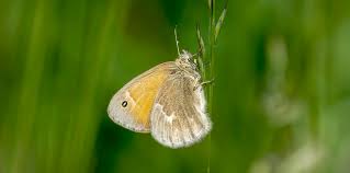Attēlu rezultāti vaicājumam “Coenonympha tullia underside”