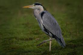 Attēlu rezultāti vaicājumam “Ardea cinerea”