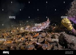 Image result for Haploblepharus edwardsii