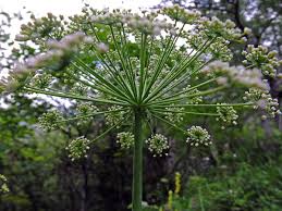 Attēlu rezultāti vaicājumam “Laserpitium latifolium flower”