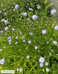 Image result for Succisella inflexa