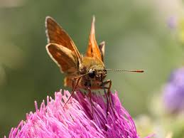 Attēlu rezultāti vaicājumam “Ochlodes sylvanus male”