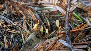 Attēlu rezultāti vaicājumam “Heyderia abietis”