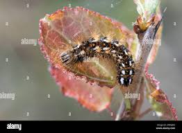 Attēlu rezultāti vaicājumam “Acronicta rumicis imago”