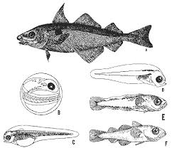 Image result for Melanogrammus aeglefinus