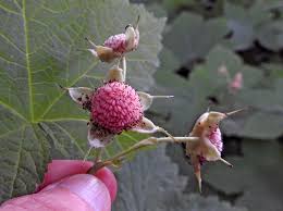 Attēlu rezultāti vaicājumam “xComagaria rosea  flower”