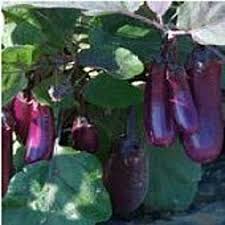 Afbeeldingsresultaat voor slim jim eggplant