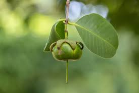 Attēlu rezultāti vaicājumam “Listera ovata fruit”
