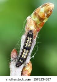 Attēlu rezultāti vaicājumam “Eilema sororcula”