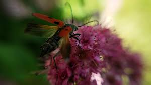 Attēlu rezultāti vaicājumam “Anastrangalia sanguinolenta female”