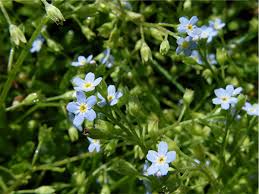 Attēlu rezultāti vaicājumam “Myosotis laxa subsp. baltica leaf”