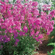 Image result for Pechnelke