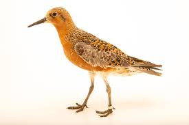 Image result for Calidris tenuirostris