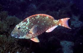 Image result for Sparisoma frondosum