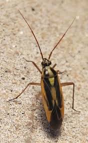 Attēlu rezultāti vaicājumam “Stenotus binotatus”