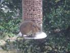 known as the field mouse) - via Daymix