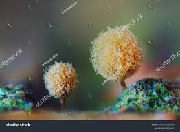 Attēlu rezultāti vaicājumam “Hemitrichia calyculata”