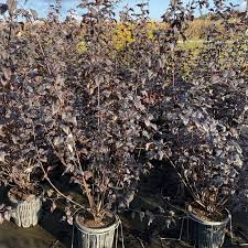 Attēlu rezultāti vaicājumam “Physocarpus opulifolius”