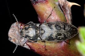 Attēlu rezultāti vaicājumam “Prosternon tessellatum”