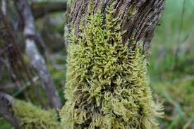 Attēlu rezultāti vaicājumam “Campylophyllum sommerfeltii”