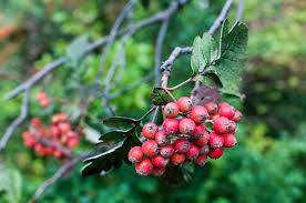 Attēlu rezultāti vaicājumam “Sorbus hybrida”