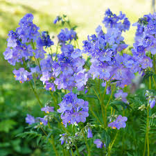 Image result for Polemonium coeruleum