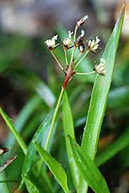 Attēlu rezultāti vaicājumam “Luzula pilosa flower”