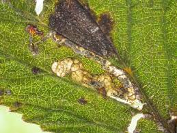 Attēlu rezultāti vaicājumam “Cribraria vulgaris stalked”