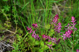 Attēlu rezultāti vaicājumam “Fumaria officinalis flower”