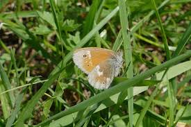 Attēlu rezultāti vaicājumam “Coenonympha tullia”