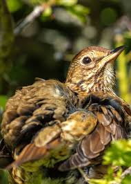 Attēlu rezultāti vaicājumam “Turdus philomelos juvenile”