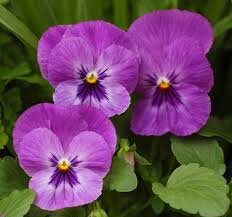 Image result for Viola x wittrockiana `Hiemalis`