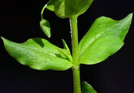 Attēlu rezultāti vaicājumam “Stellaria longifolia leaf”