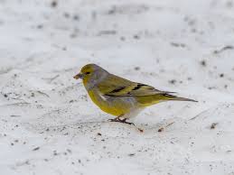 Image result for Carduelis citrinella