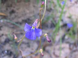 Attēlu rezultāti vaicājumam “Lobeliaceae”