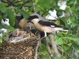 Image result for Lanius minor