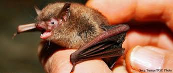 Attēlu rezultāti vaicājumam “Myotis sp.”