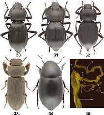 Attēlu rezultāti vaicājumam “Tenebrionidae”